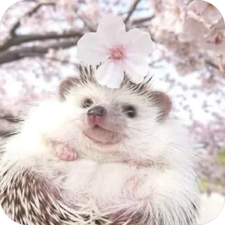 Sticker from Hedgehogs • @Earth928B