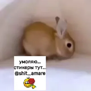 🥞 emoji ЭЩКЕРЕ @amare_shit Telegram sticker 18 of 40