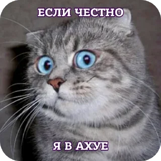 🐱 emoji БОЛЬШЕ ⇨ @CLOOBHUB МЕМЫ MEMES МОНСТРЫ КОММАНДОС ТГ Telegram sticker 24 of 80