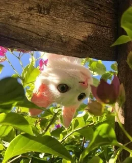 🍓 emoji мои котята Telegram sticker 10 of 28