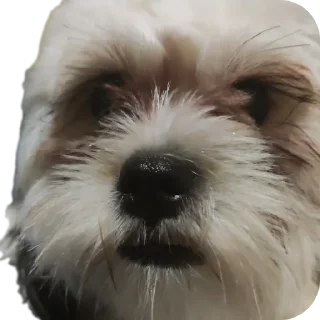 🐶 emoji Мсм Telegram sticker 8 of 16