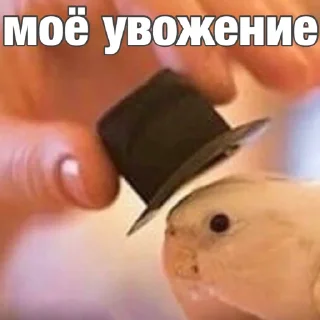 🫡 emoji Попуги (@safthome) Telegram sticker 5 of 55