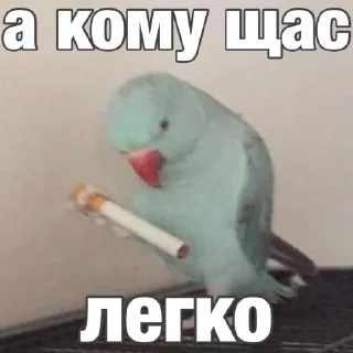 😮‍💨 emoji Попуги (@safthome) Telegram sticker 13 of 55