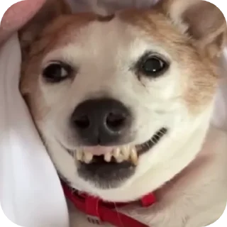 🤲 emoji Тетя beberchik Telegram sticker 7 of 36
