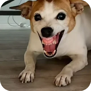 🐶 emoji Тетя beberchik Telegram sticker 13 of 36