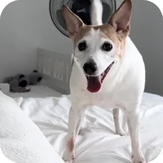 🐶 emoji Тетя beberchik Telegram sticker 10 of 36