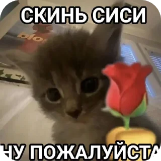🐱 emoji Мемасыки Telegram sticker 15 of 29