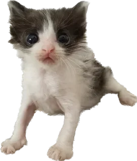 🙁 emoji Биг кити в биг сити Telegram sticker 22 of 52