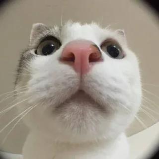 😟 emoji kitten$ @iam13yo Telegram sticker 9 of 47