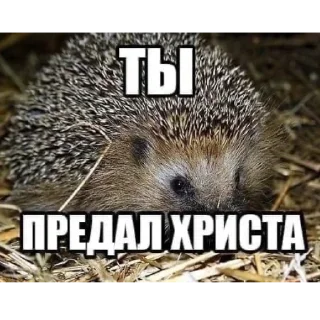 🫵 emoji Дозовая комната Telegram sticker 12 of 80