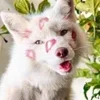 🌟 emoji Веселые белые лисы! Telegram sticker 15 of 52