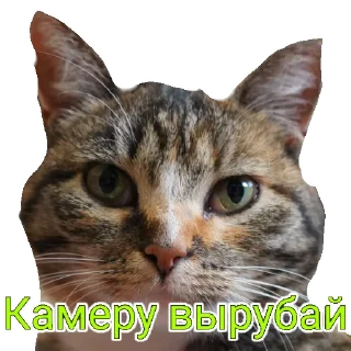 🎥 emoji А ну ка давай-ка! Telegram sticker 21 of 32