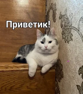 Sticker from Мурка А ну-ка давай-ка