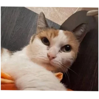 🐱 emoji Ася Telegram sticker 1 of 24