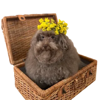 💐 emoji ebuchii Telegram sticker 17 of 17