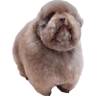 🤷‍♀️ emoji ebuchii Telegram sticker 6 of 17