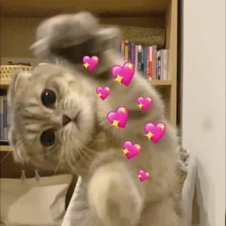 🐈 emoji ⋆ 従う⋮ @llxe9 🐈♡゙. Telegram sticker 24 of 25