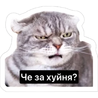 😟 emoji Смешные коты Telegram sticker 9 of 29