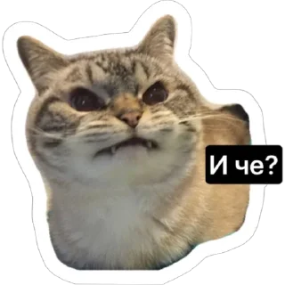 Sticker from Смешные коты