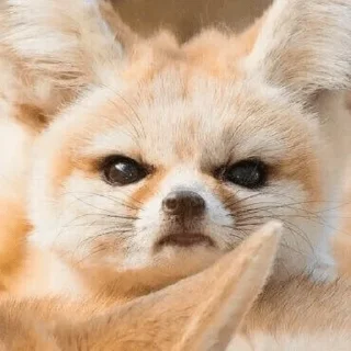 😠 emoji феньковый стикерпак ✨ Telegram sticker 9 of 31