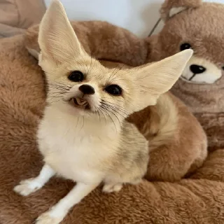 😛 emoji феньковый стикерпак ✨ Telegram sticker 12 of 31