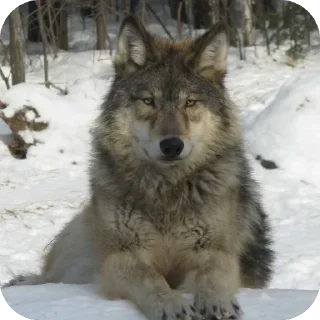 Sticker from Сборник Волков @l_am_Wolf @Wolfstik