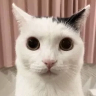 😼 emoji ебаный кот Telegram sticker 22 of 30