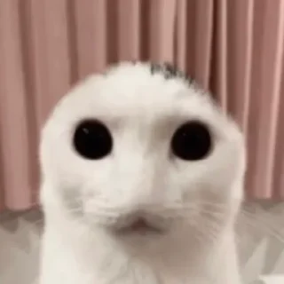 🤩 emoji ебаный кот Telegram sticker 3 of 30