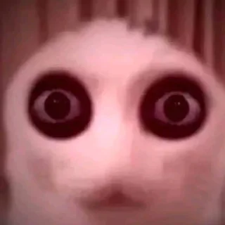 🐼 emoji ебаный кот Telegram sticker 20 of 30