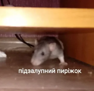 🥴 emoji пікчі для милий розмов Telegram sticker 5 of 31