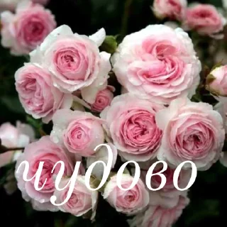 😍 emoji щиро кохаю!) Telegram sticker 18 of 43
