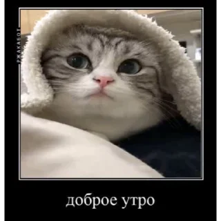 ☀️ emoji ДемотиваторыКомару @komarueveryday Telegram sticker 14 of 50