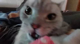 🌟 emoji котей котеев Telegram sticker 13 of 31