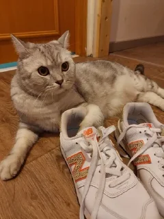 🌟 emoji котей котеев Telegram sticker 6 of 31