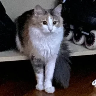 😼 emoji Коробка кошка Telegram sticker 10 of 47