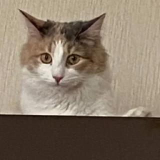 😕 emoji Коробка кошка Telegram sticker 17 of 47