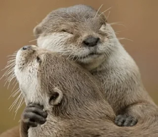 ☺️ emoji @TVstickers Otter Telegram sticker 4 of 110