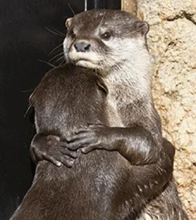 😛 emoji @TVstickers Otter Telegram sticker 6 of 110