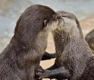 😆 emoji @TVstickers Otter Telegram sticker 5 of 110