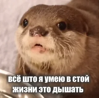 😛 emoji @TVstickers Otter Telegram sticker 17 of 110
