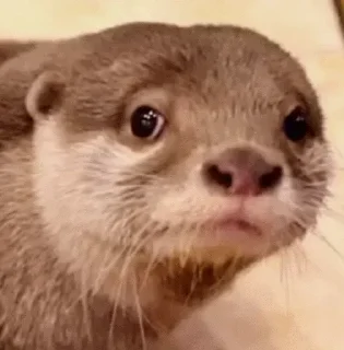 🙂 emoji @TVstickers Otter Telegram sticker 3 of 110