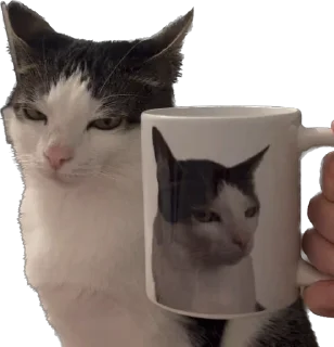 🤨 emoji Цей котик, цей котик… Він маненький гнидич Telegram sticker 22 of 24