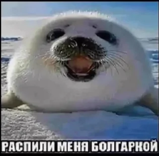 Sticker from Волосатый бебрик
