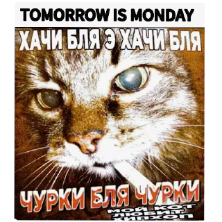 🐱 emoji Classic Block Memes Telegram sticker 15 of 120