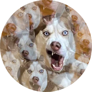 🌚 emoji Емоційні тварини Telegram sticker 18 of 38
