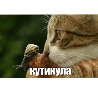 👀 emoji Vibissdög onlun Telegram sticker 16 of 18