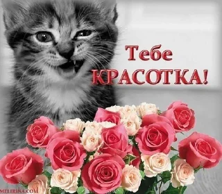 Sticker from хуй вам 🤭