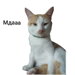 😒 emoji Кот Кузя чееек Telegram sticker 4 of 7