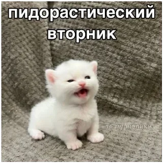 😡 emoji злые коты Telegram sticker 9 of 18