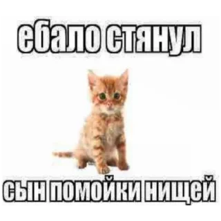 😡 emoji злые коты Telegram sticker 17 of 18